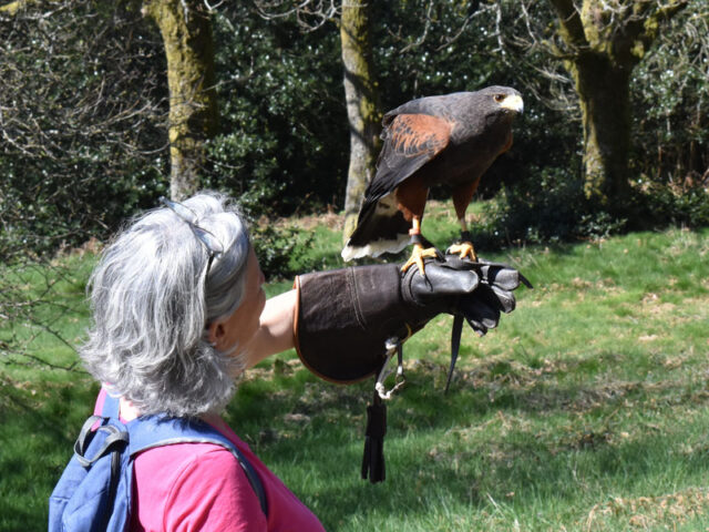 L&rsquo;échappée Morvan d&rsquo;Ailes : une immersion unique au cœur de la nature et des rapaces